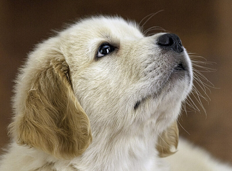 Help Puppies by Paying for Veterinarian Services
