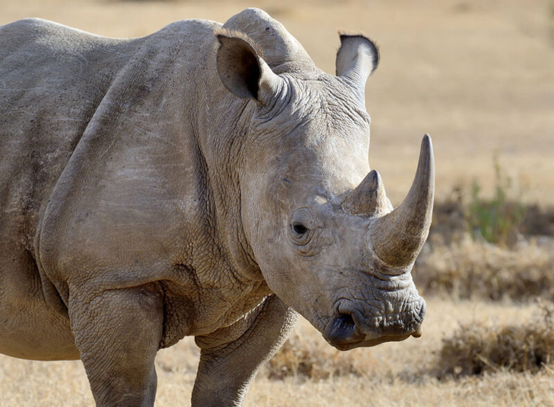 Protect the Last Remaining  Rhinos from Poachers